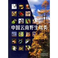 中国云南野生鸟类
