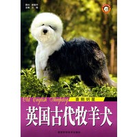 英国古代牧羊犬 喜剧明星