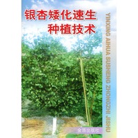 银杏矮化速生种植技术