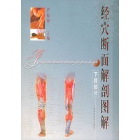经穴断面解剖图解下肢部分