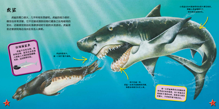 鲨鱼-我爱动物小百科 英国迈尔斯凯利出版社, 西安曲江培豪出版传媒