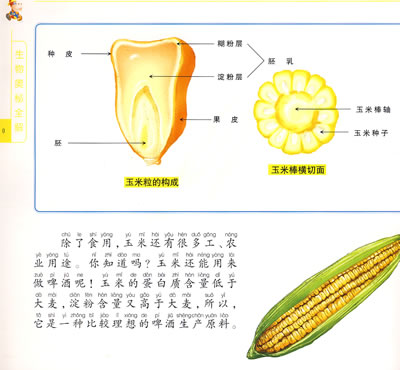 二年级语文上册植物妈妈有办法教案_植物妈妈有办法表格式教案_条目式教案和表格式教案