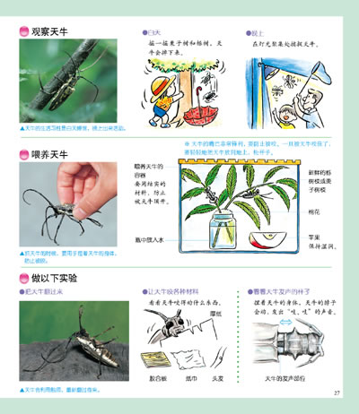 插图