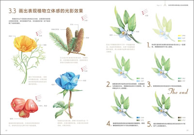满包邮 色铅笔下的植物王国图片
