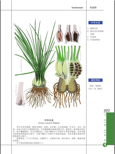 手绘濒危植物(1)