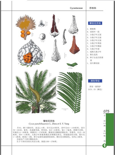 手绘濒危植物(1)