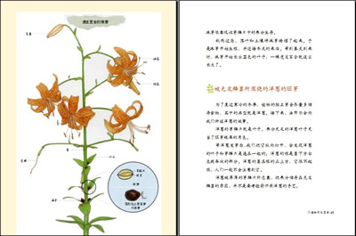 《法布尔植物记(平装版,讲述植物一生的美丽故