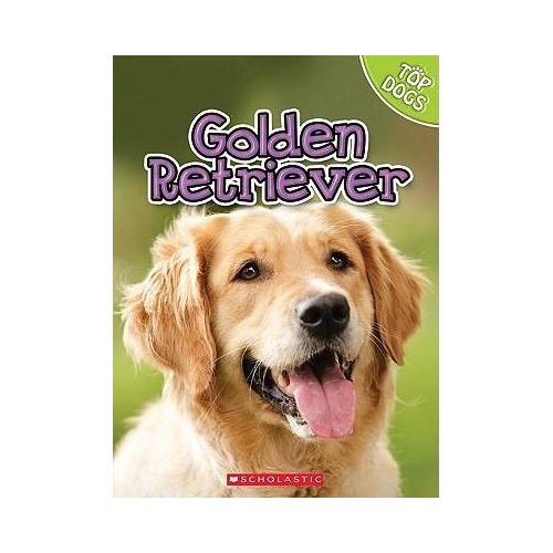 【预订】golden retriever