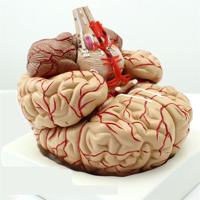 赫曼全脑模型图片