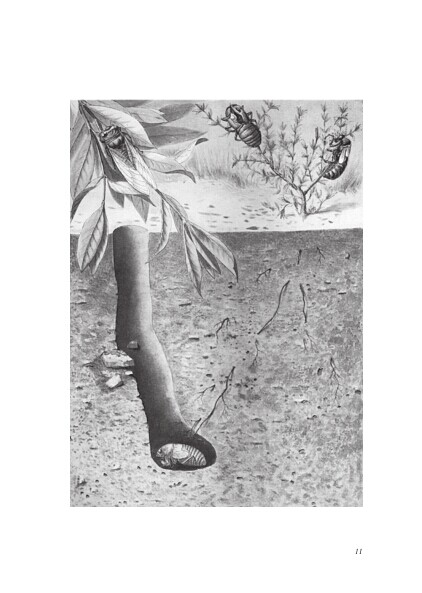 《昆虫记 语文新课标必读丛书》([法国]法布尔 著)【简介_书评_在线