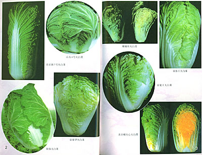 如何种植大白菜才不会生虫 8677118_6905.jpg